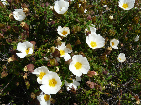 Cistaceae della Riserva Naturale Orientata Torre Salsa